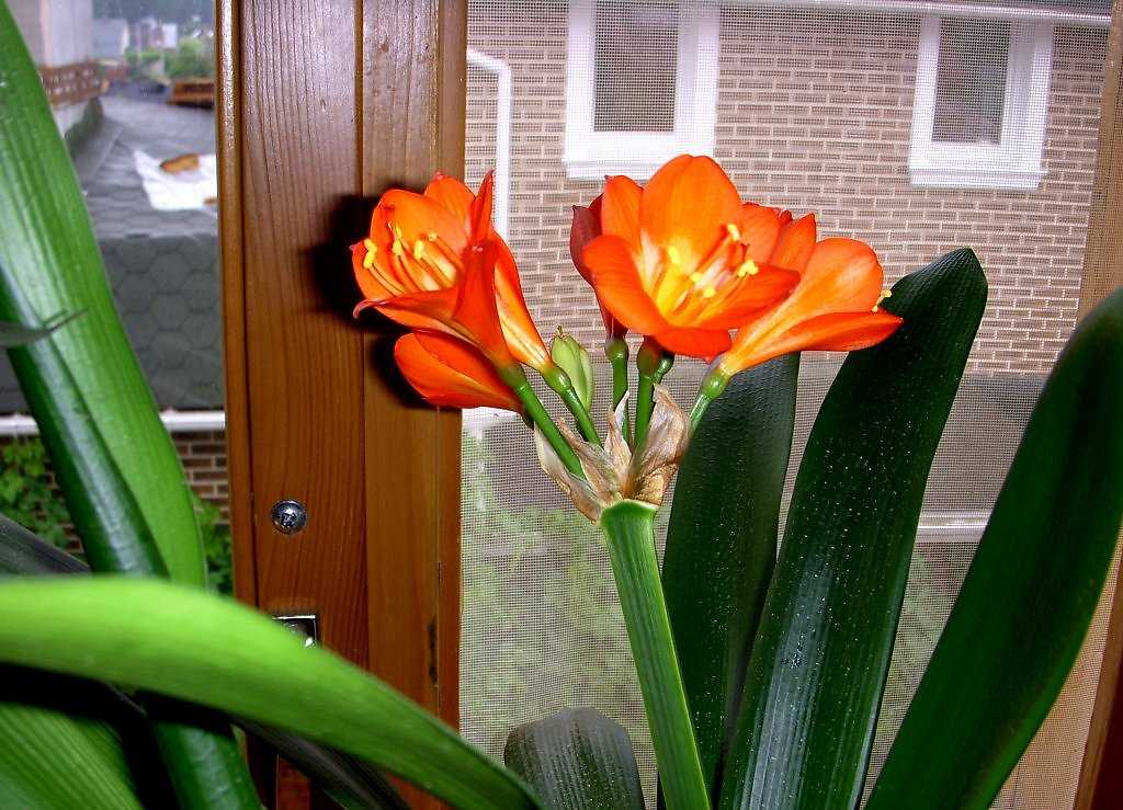 Цветок валлота фото уход в домашних условиях
