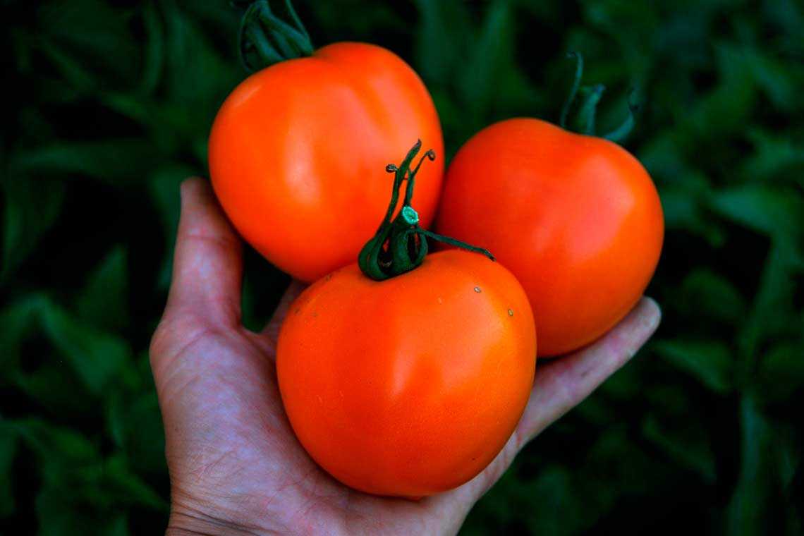 Смородина золотистая: достоинства, фото и описание сортов