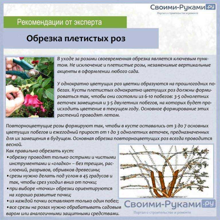 Пересадка фикуса бенджамина в домашних условиях: должен ли быть другой горшок больше, когда можно пересаживать, как часто, как правильно переместить после покупки?