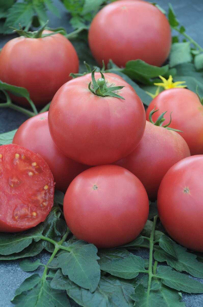 Лучшие сорта или виды помидоров на любой вкус и цвет