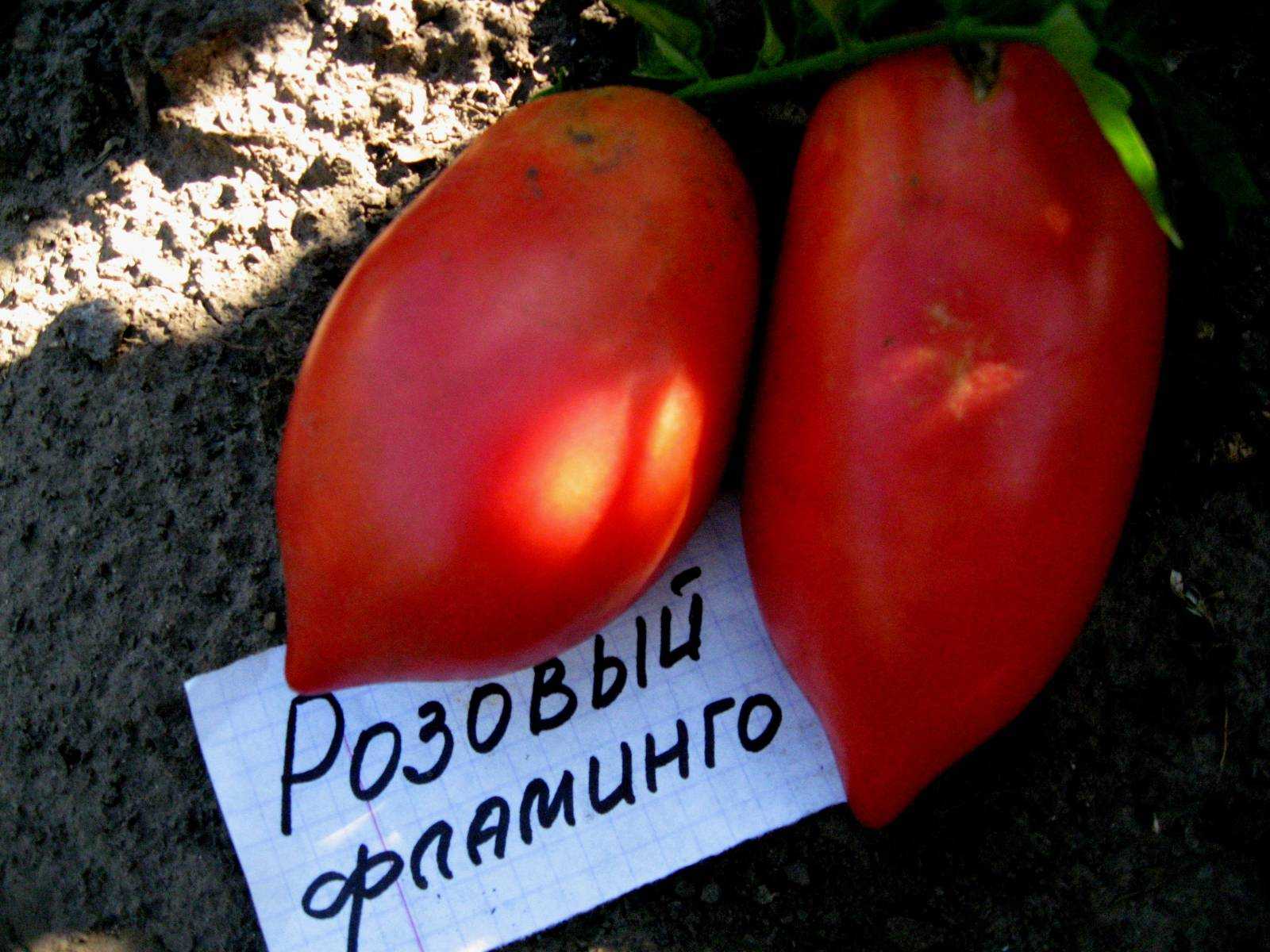 О томате розовый фламинго: характеристики сорта, уход и выращивание