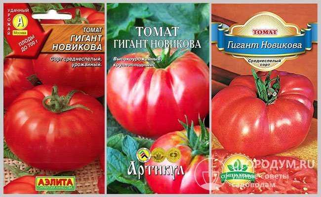 Томат лазурный гигант - агро журнал
