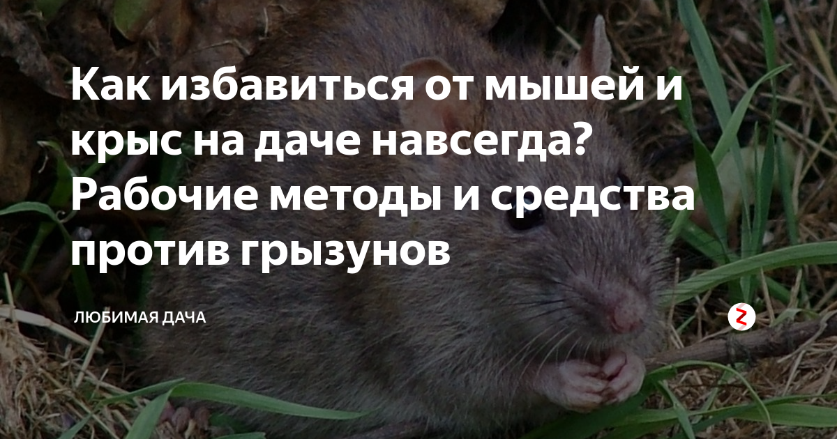 Полевая мышь (полевка): описание, чем питается мышь и как выглядят, фото