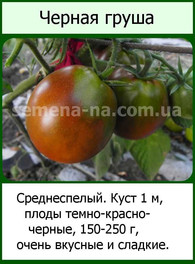Подобие черной смородины томат черная гроздь: характеристика и описание сорта