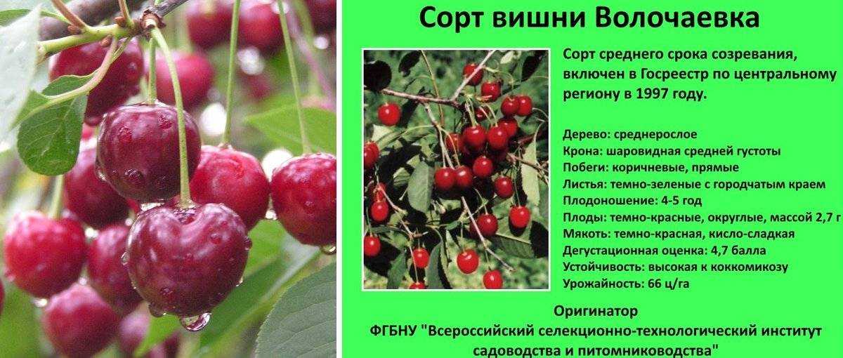 Вишня Чудо: особенности посадки, выращивания, ухода Плюсы и минусы гибрида Как бороться с болезнями и вредителями Сбор и хранение урожая Отзывы