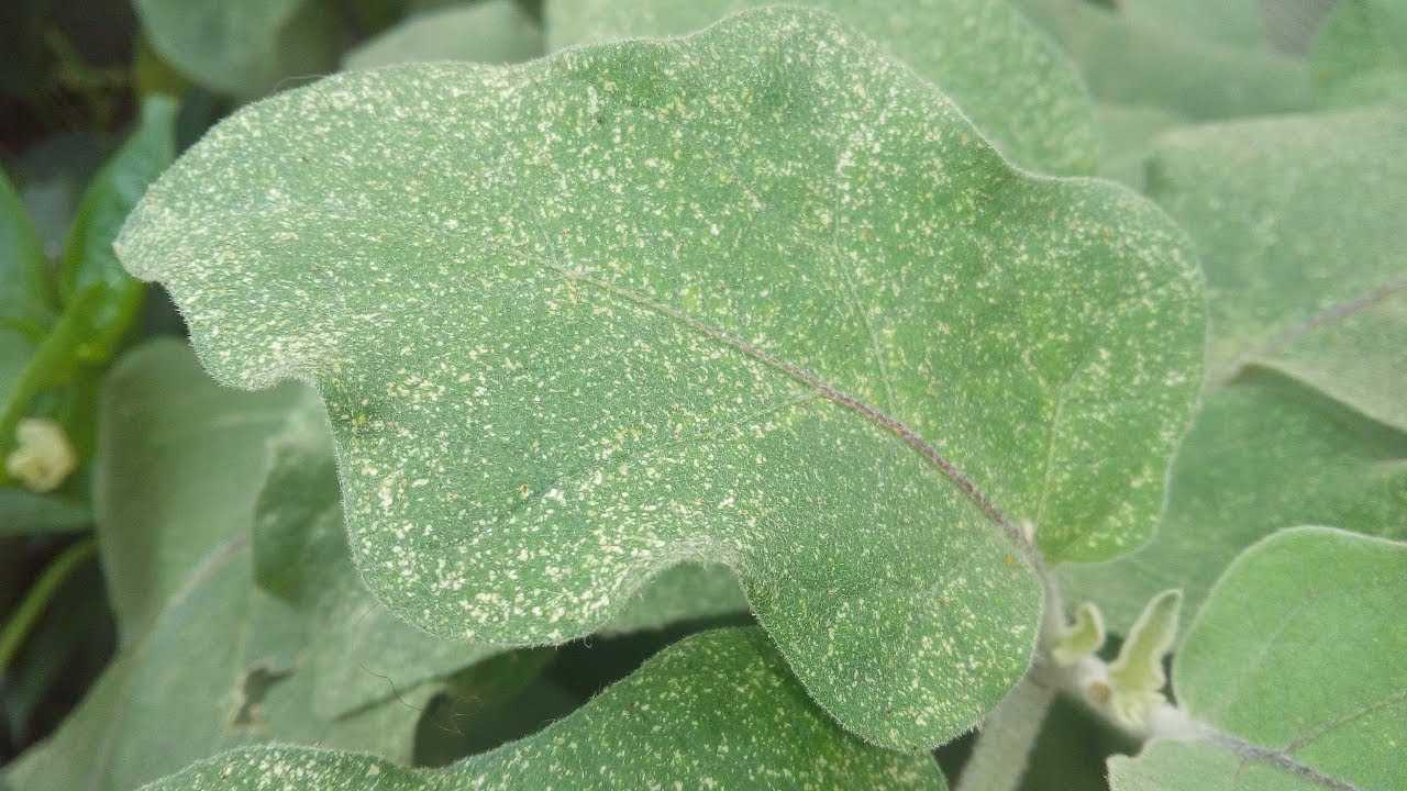 Болезни рассады баклажанов на листьях прозрачные пятна на листьях фото