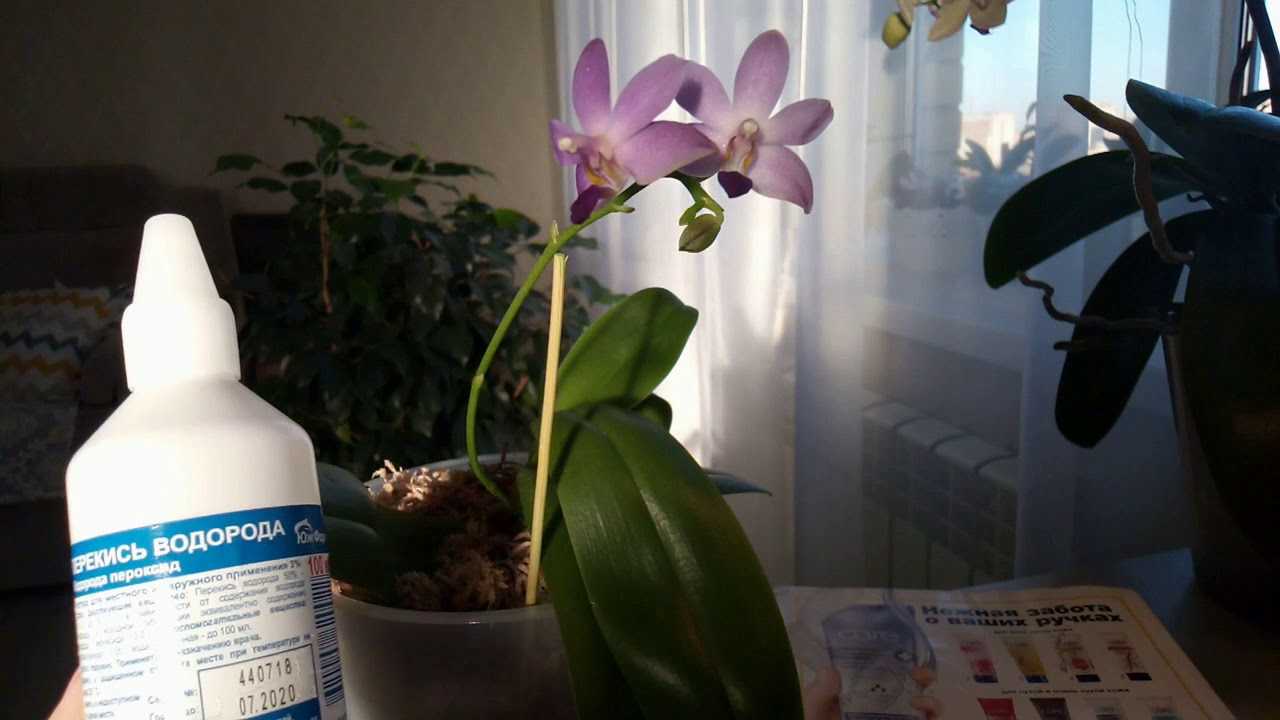 Подкормка цветов перекисью водорода. Удобрение орхидей перекисью водорода. Перекись и комнатные цветы. Перекись для цветов комнатных. Перекись водорода для полива комнатных цветов.
