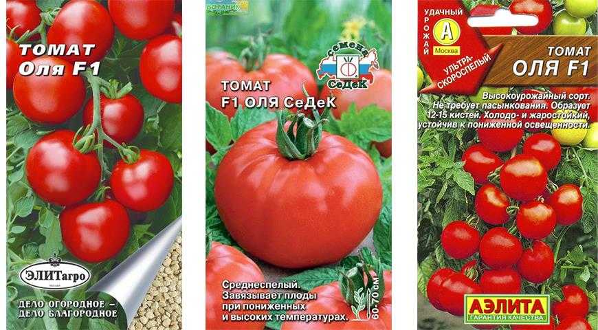 Сорт томата оля отзывы