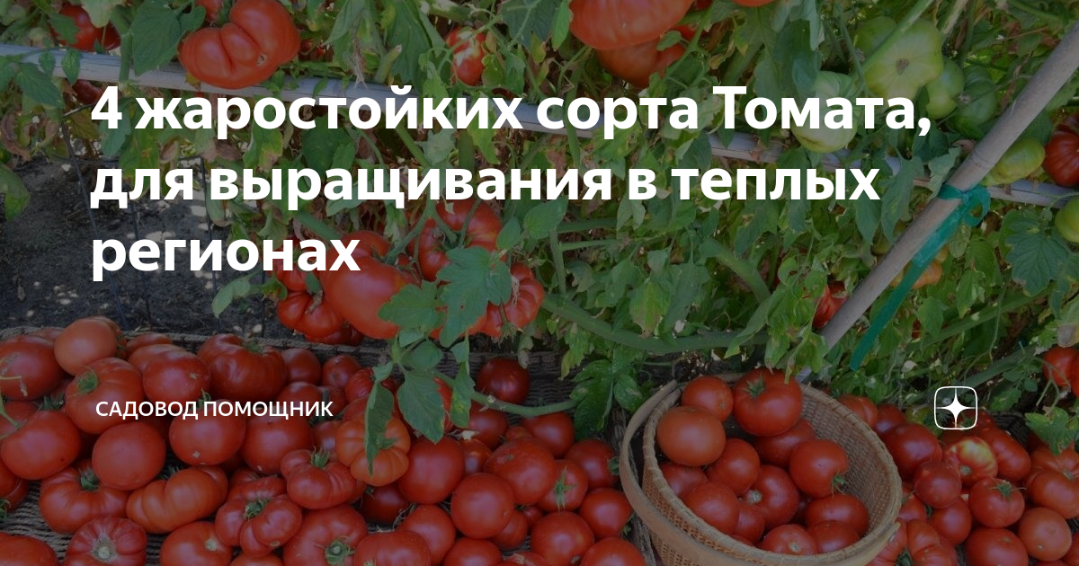 Лучшие сорта томатов для длительного хранения