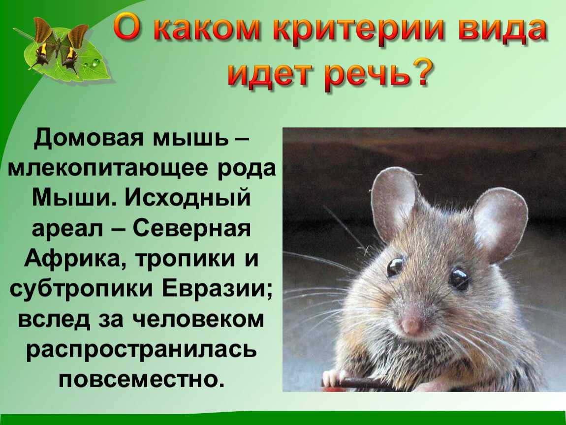Карбыши: как с ними бороться? карбыши на садовом участке - что делать