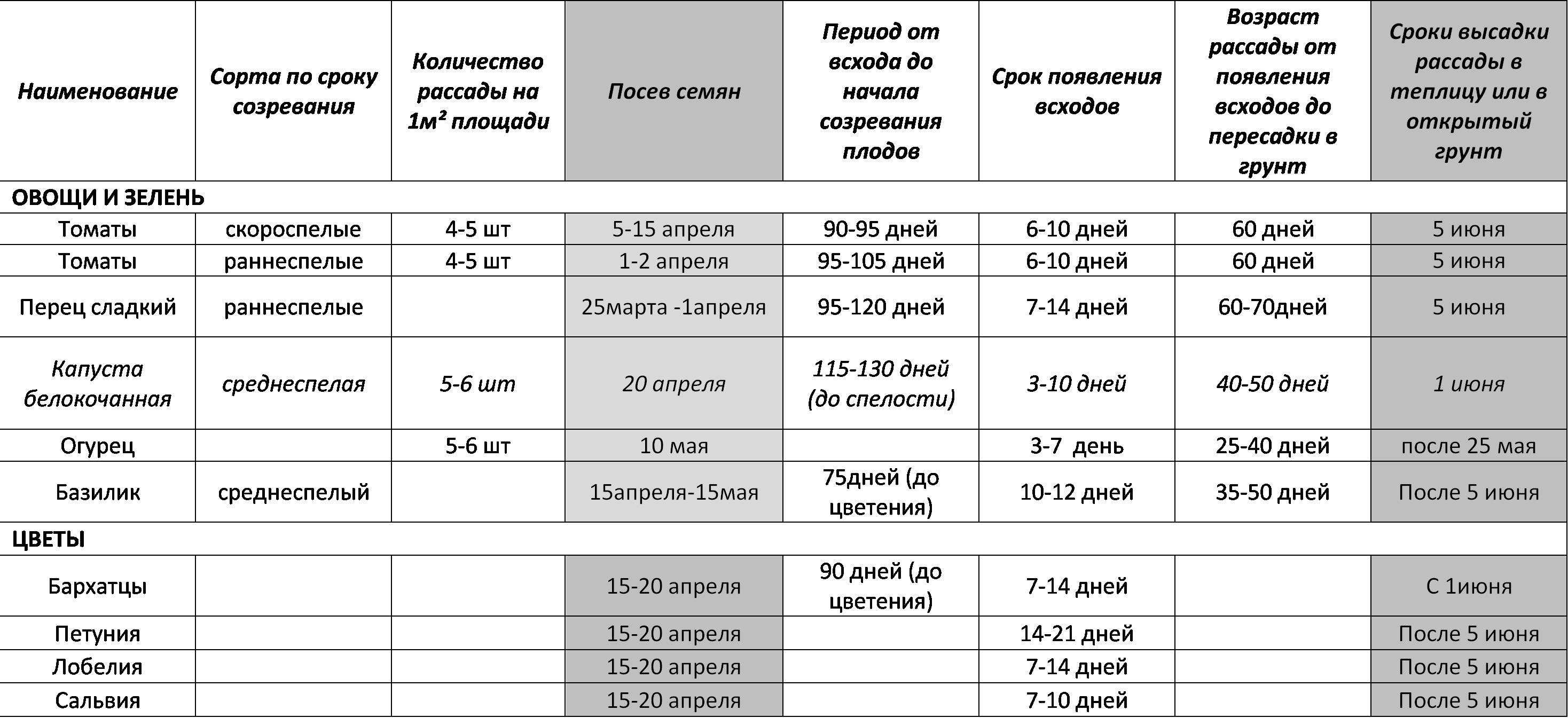 Помидоры: посадка и уход, как вырастить из семян в открытом грунте, фото