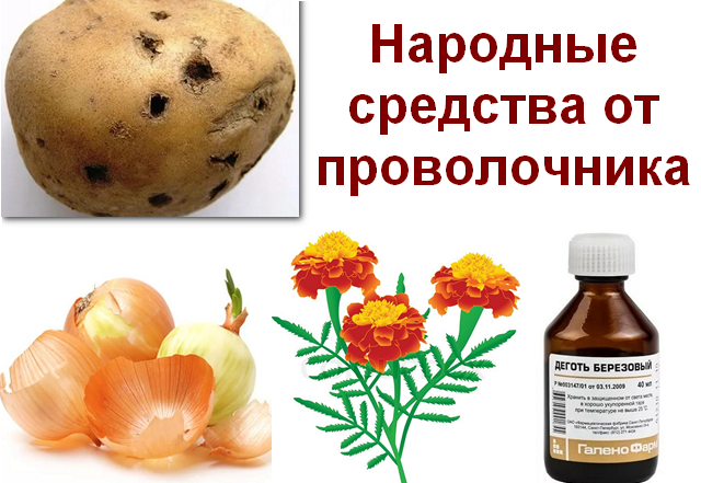 Проволочник – фото и описание, как с ним бороться