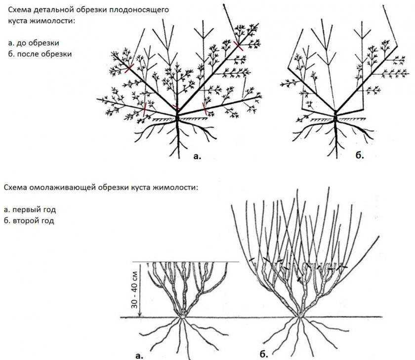 Смородина формирование куста схема