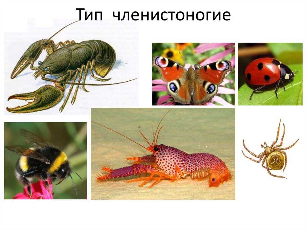 Представители типа членистоногие. Членистоногие. Членистоногие насекомые. Членистоногие представители. Образ жизни членистоногих.