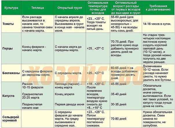 Схема посадка баклажанов в открытый грунт рассадой