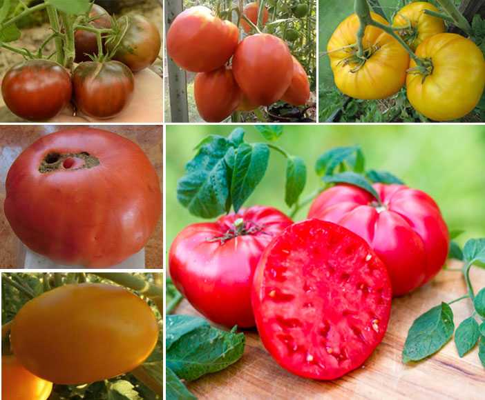 Лучшие сорта черных томатов с описанием и фото