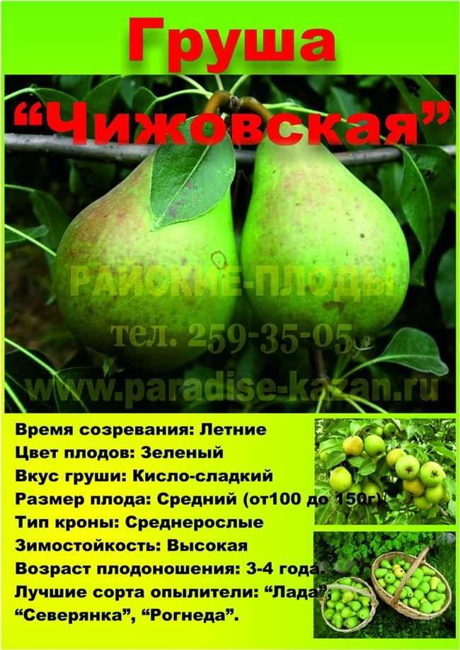 Груша чижевского: отличие от лады, описание сорта и отзывы про уход