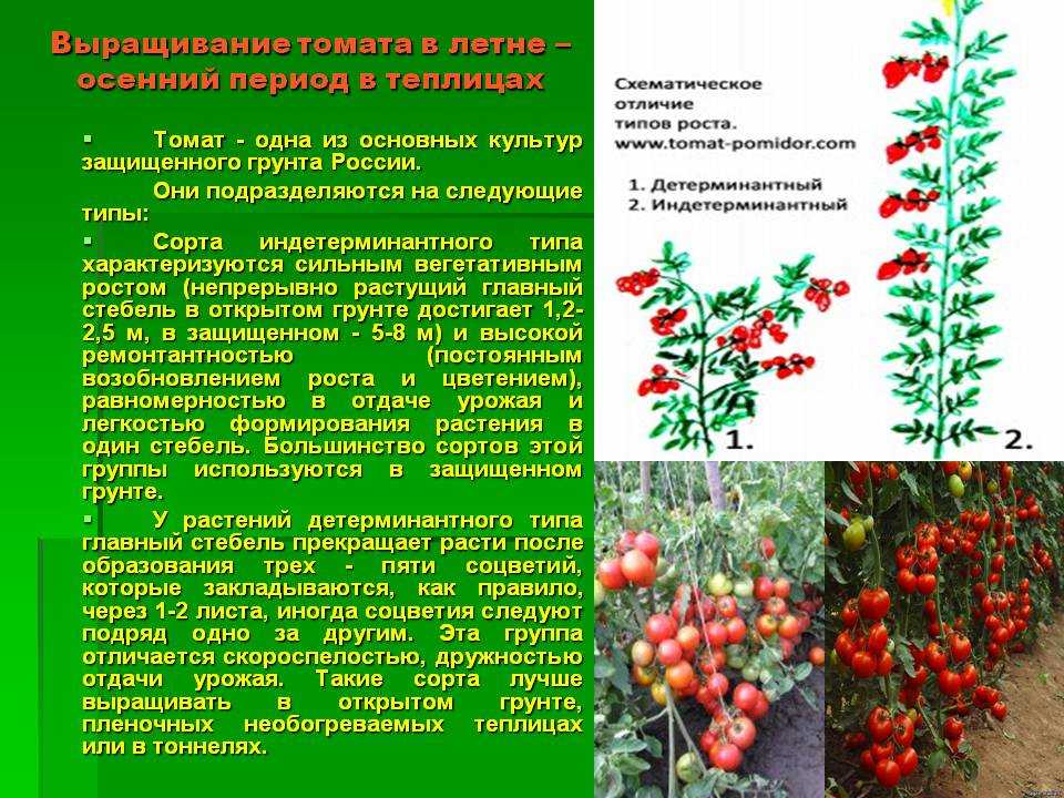 Помидоры детерминантные и индетерминантные что это значит