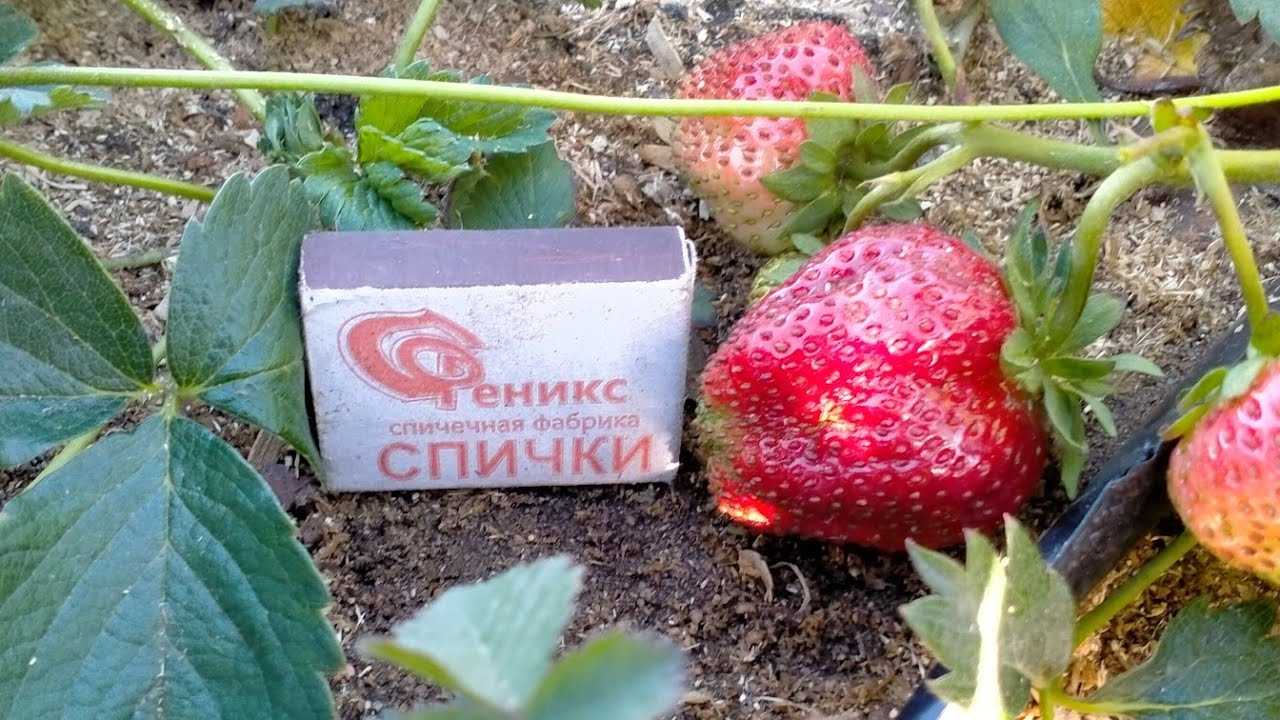 Клубника королева елизавета — 2: один из первых популярных ремонтантных сортов россии