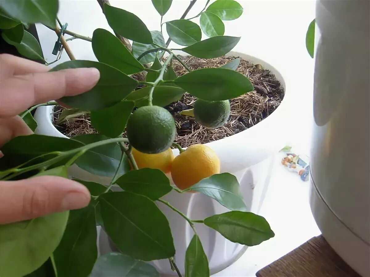 Вырастить лимон в домашних условиях с плодами. Каламондин завязи. Лимон Вариегата. Комнатный лимон. Лимонное дерево комнатное.