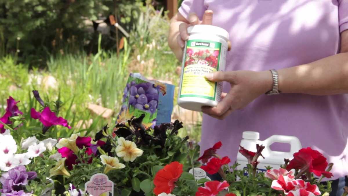 Первая подкормка петунии после всходов народными средствами