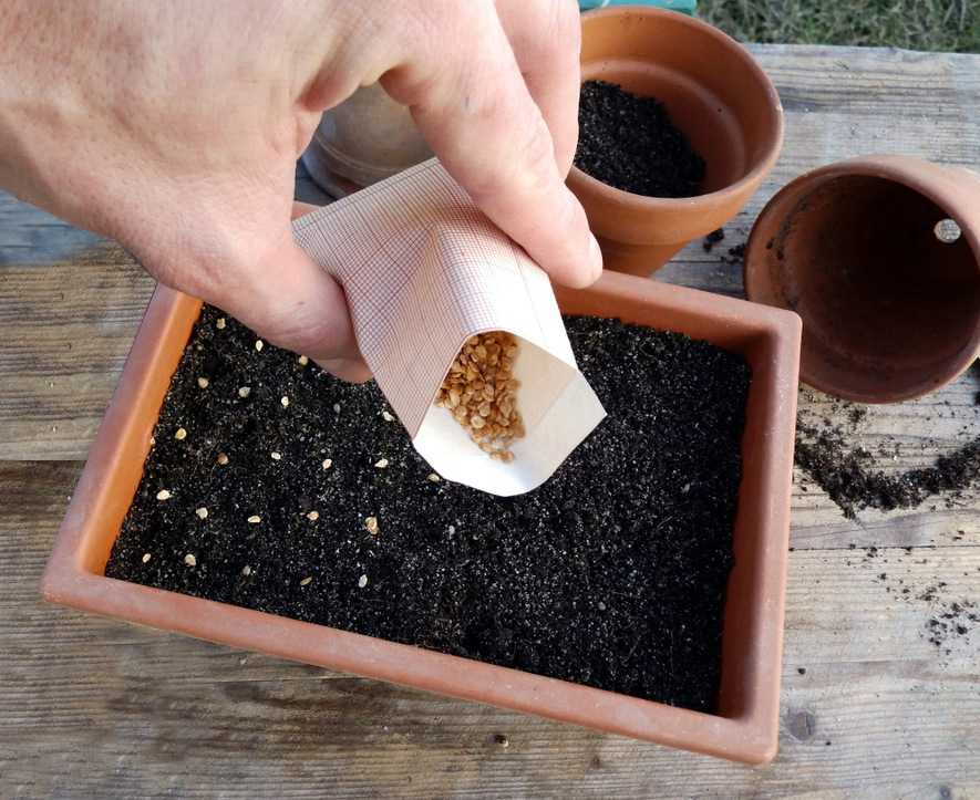 как посеять семена в домашних условиях