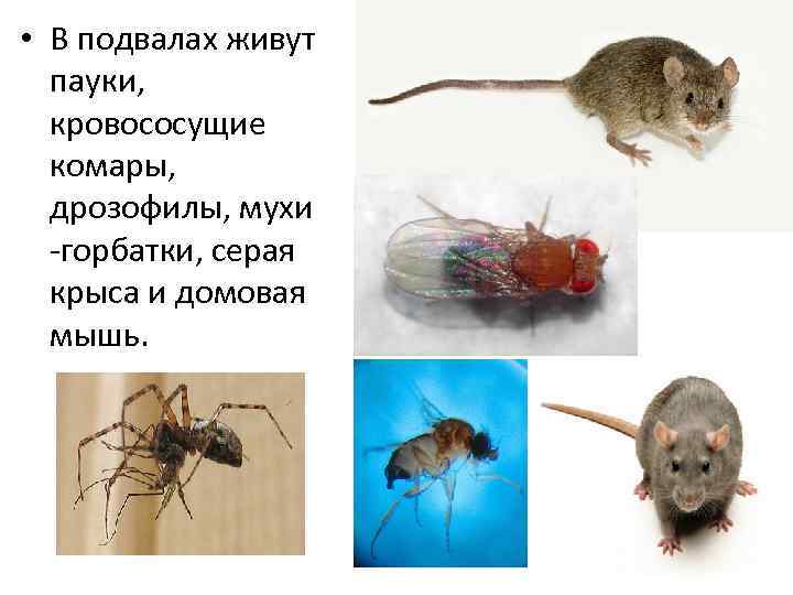 Среда обитания полевой мыши. обыкновенная полёвка: описание вида, среда обитания и интересные факты.
