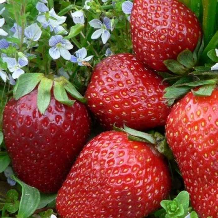 25 лучших сортов клубники для подмосковья в 2021 году: самые вкусные, сладкие, крупные, ремонтантные, безусые, ранние, поздние, урожайные