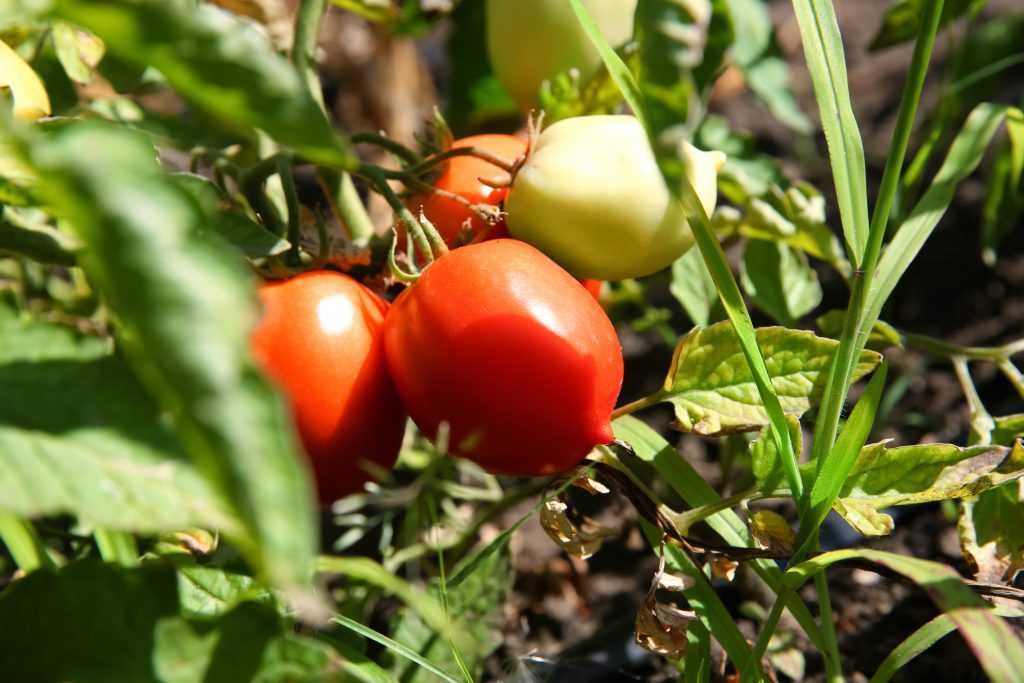Характеристика и описание помидор сорта де барао