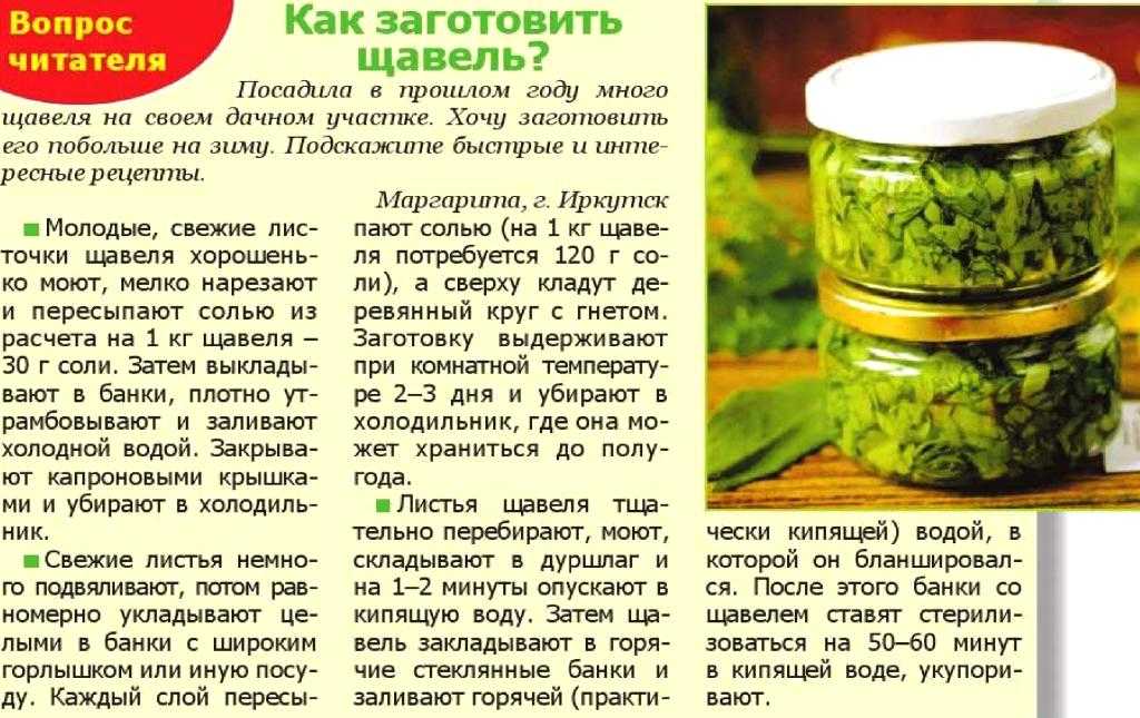 Как сохранить щавель на зиму: подготовка, лучшие способы, основные правила