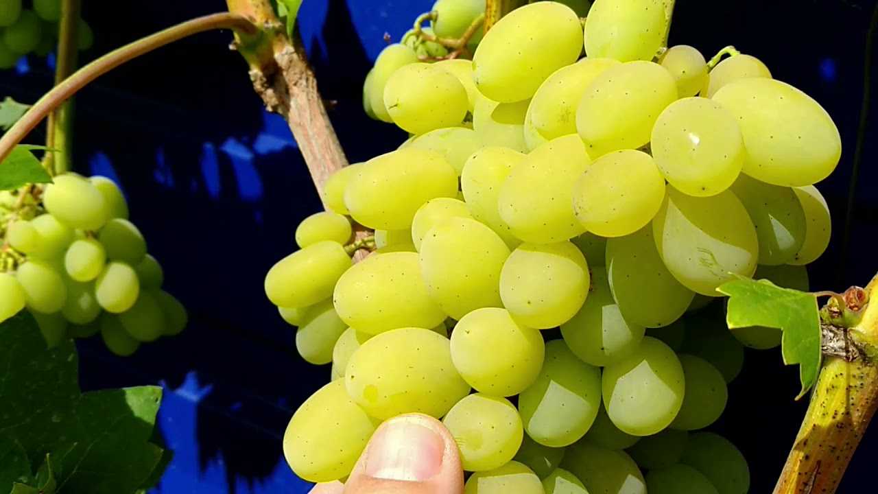 Описание сорта винограда августин фото и описание