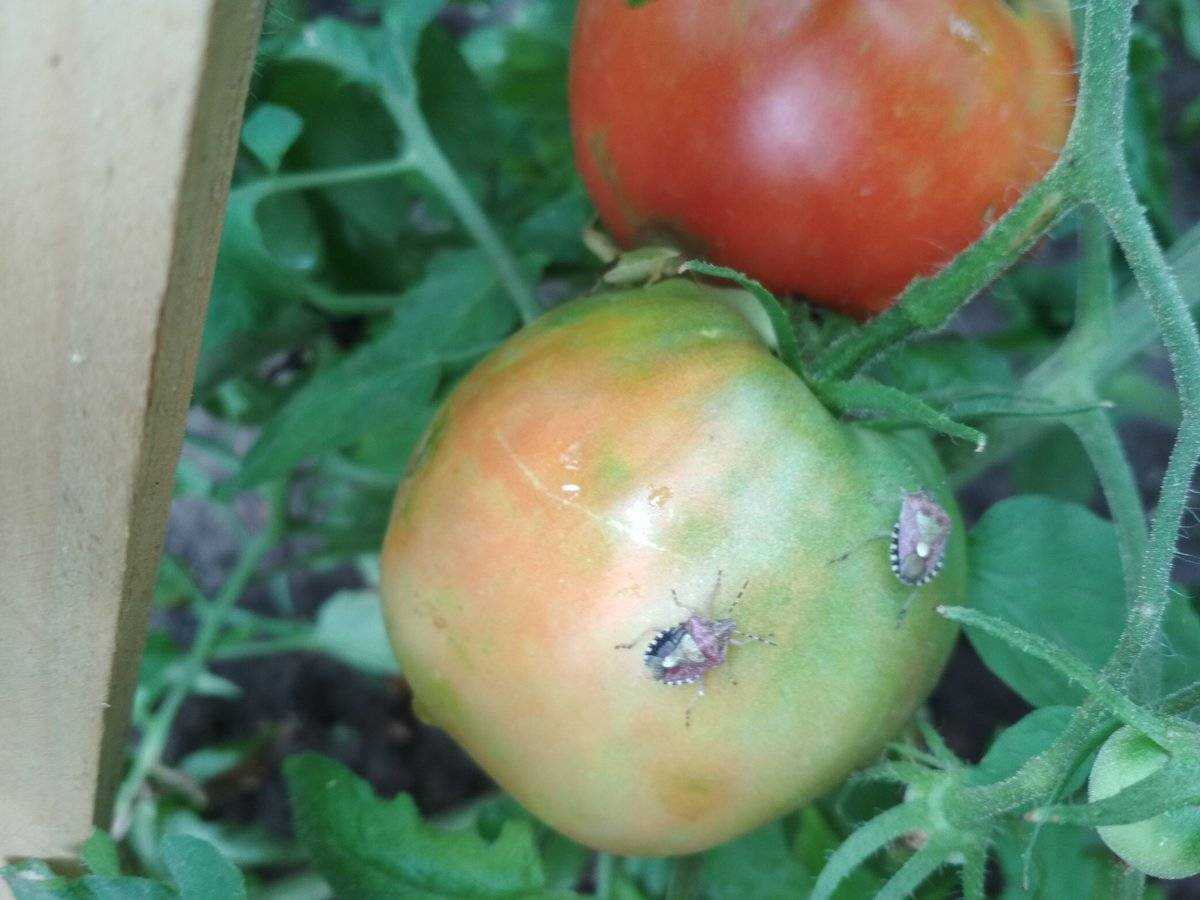 Как выглядит тля на помидорах в огороде фото