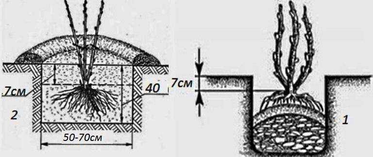 Схема посадки смородины на участке