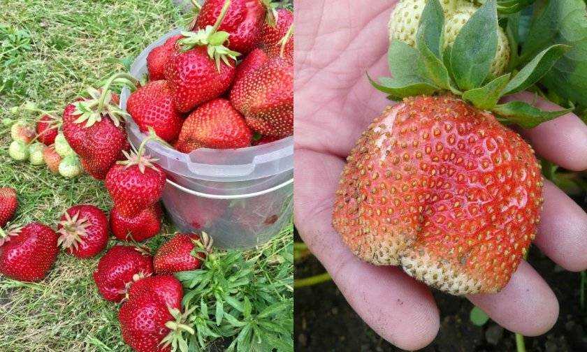 Клубника гигантелла: отзывы, фото, описание и выращивание сорта
