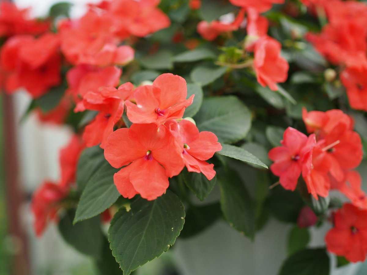 Бальзамин садовый посадка и уход фото, сорта, когда сеять семена
