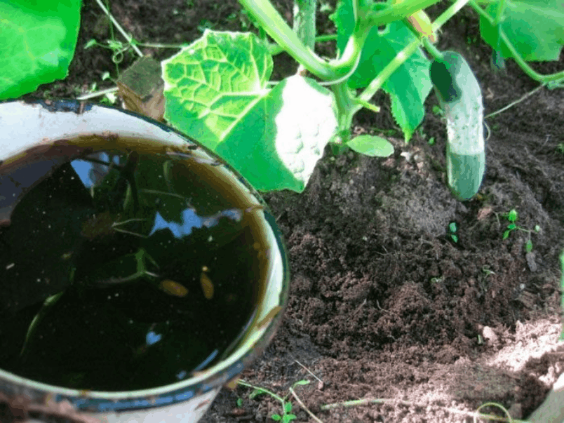 Как поливать огурцы капельным поливом: расход воды, норма полива