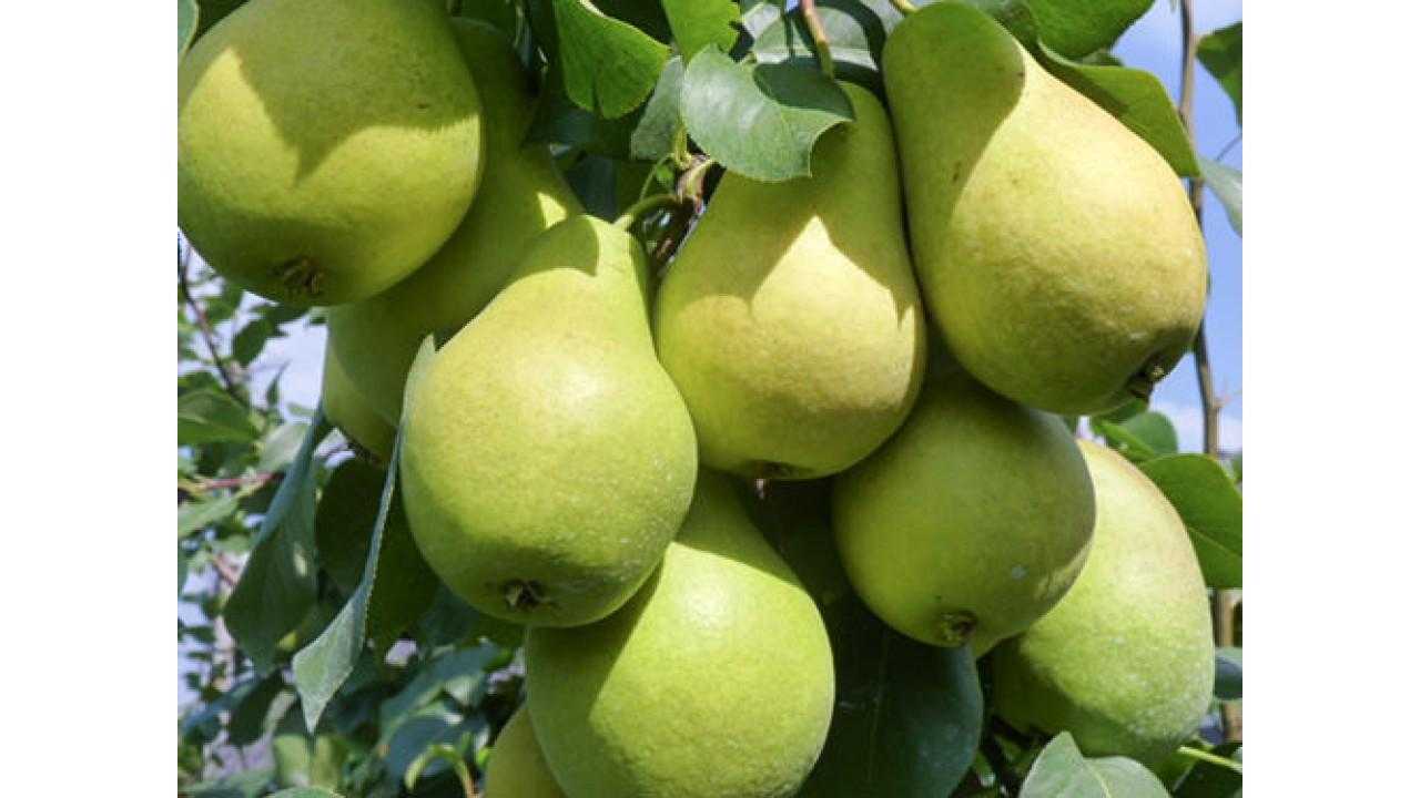 Груша дюшес летний: отзывы, фото, описание сорта вильямс, опылители, посадка и уход, выращивание