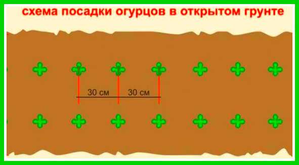 Схема посадки огурцов в открытый грунт рассадой на шпалере в открытом