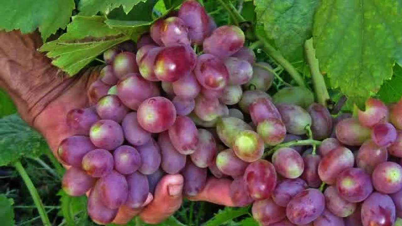 Сорт винограда андрюша фото и описание