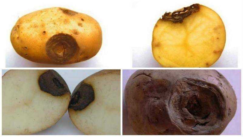 Почему чернеет картофель?