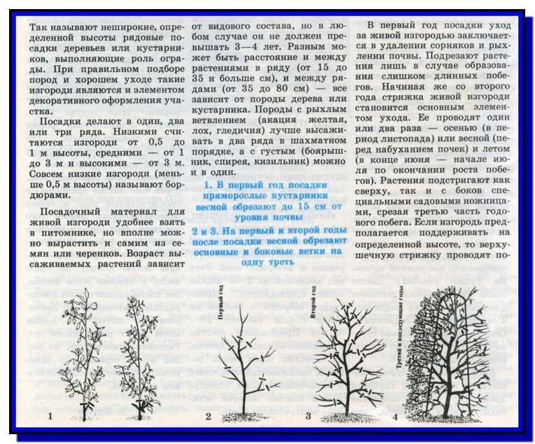 Схема обрезки глицинии