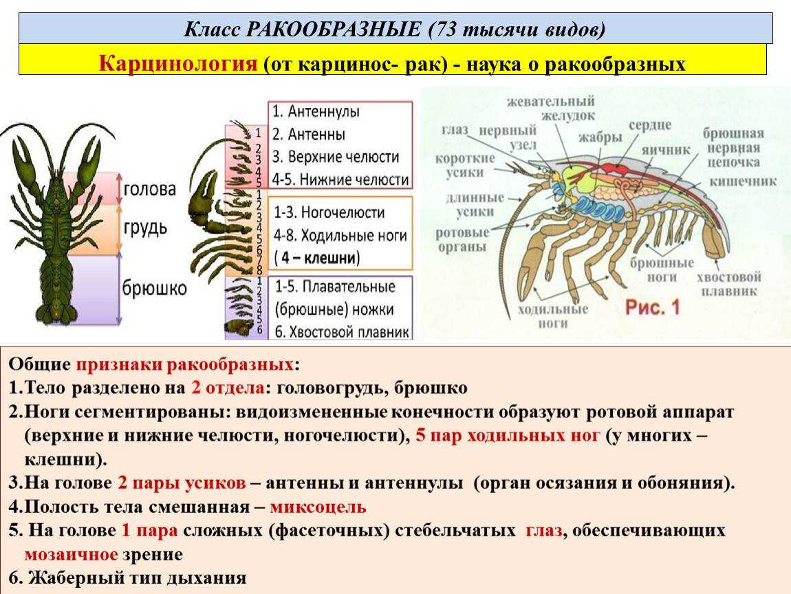 Схема классификации членистоногих