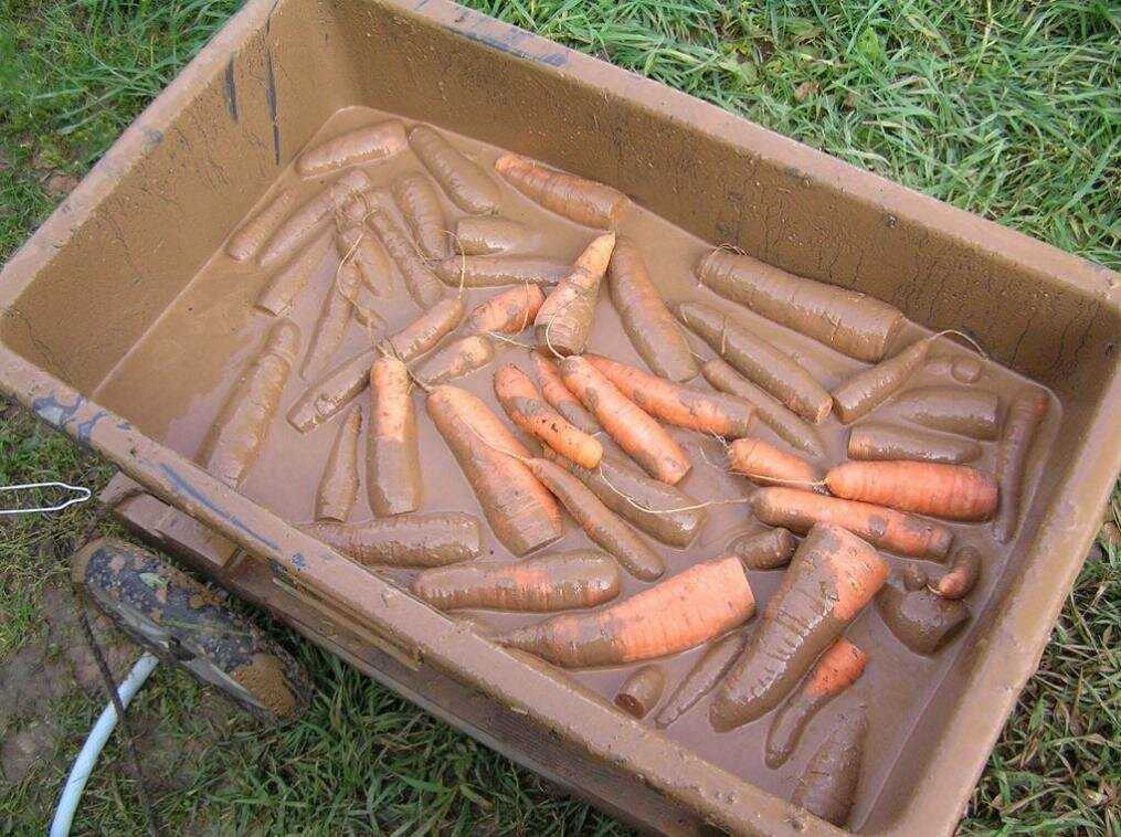 Как хранить морковь в погребе зимой: подборка лучших способов как сохранить морковку в домашних условиях, сроки хранения в подвале