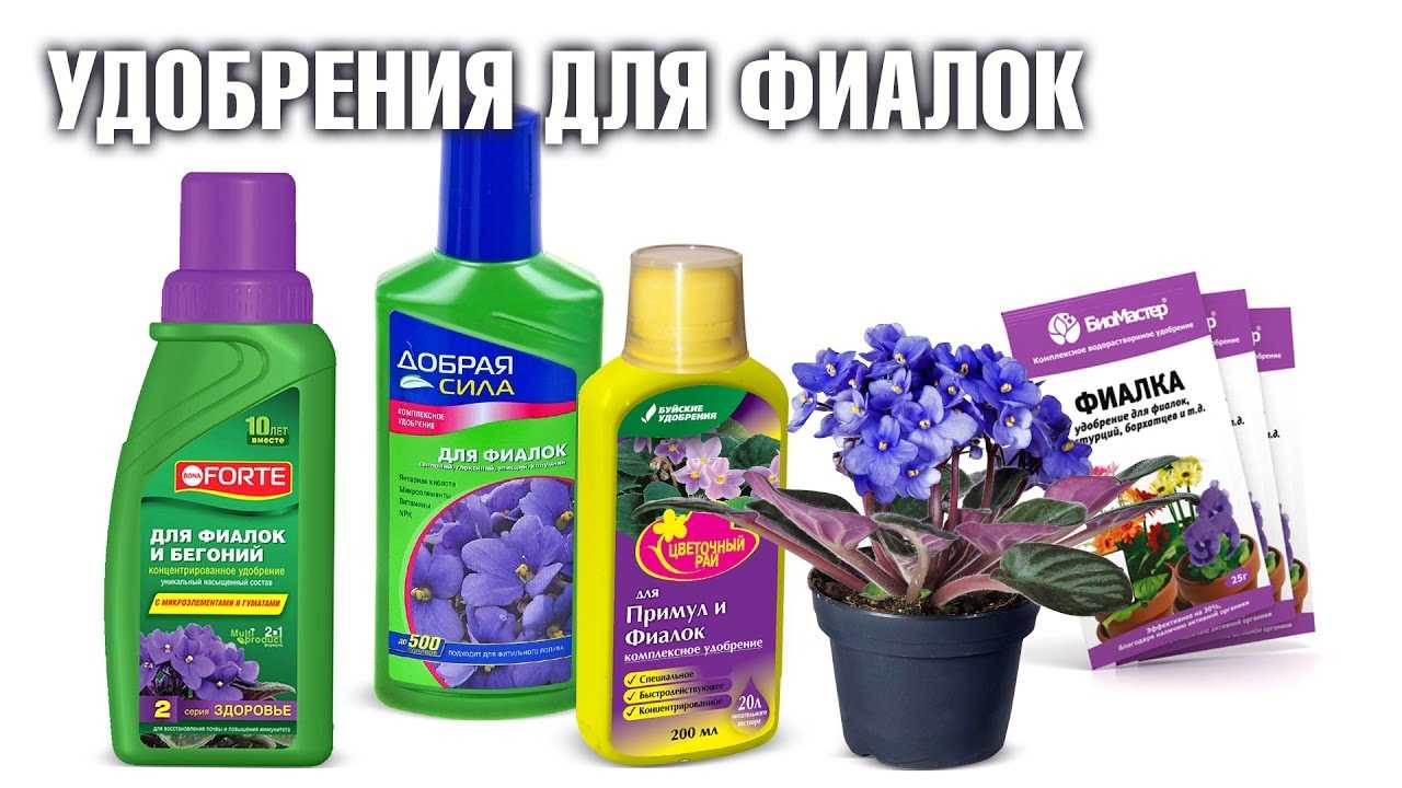 Удобрение для фиалок может быть разным: органическим и неорганическим Регулярная подкормка обеспечивает красивый внешний вид и интенсивное цветение