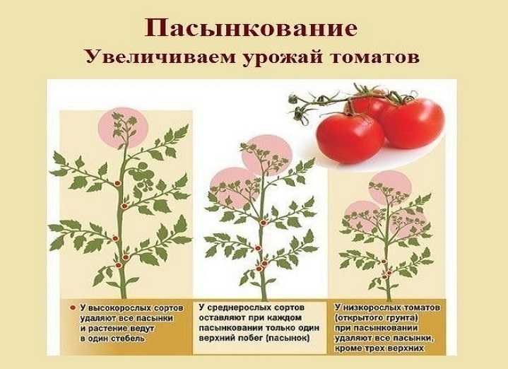 Пасынкование томатов: пошаговая инструкция с фото