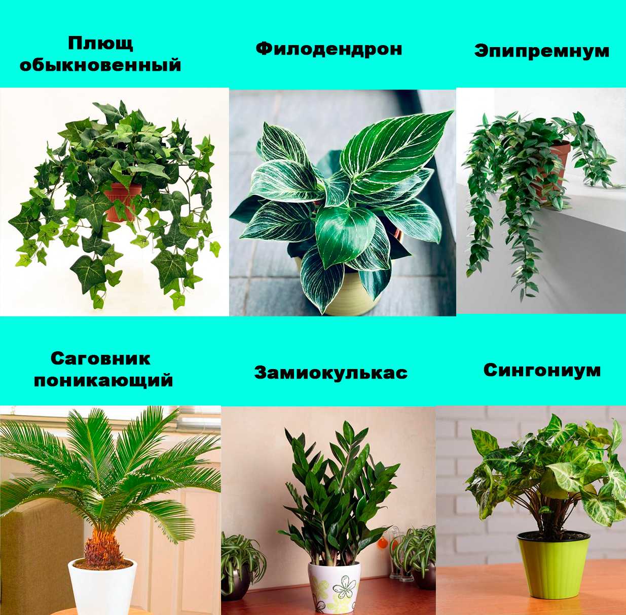 Каталог комнатных растений с названиями и фото