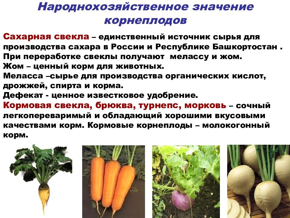 Овощная культура у которой основную часть корнеплода составляет корень