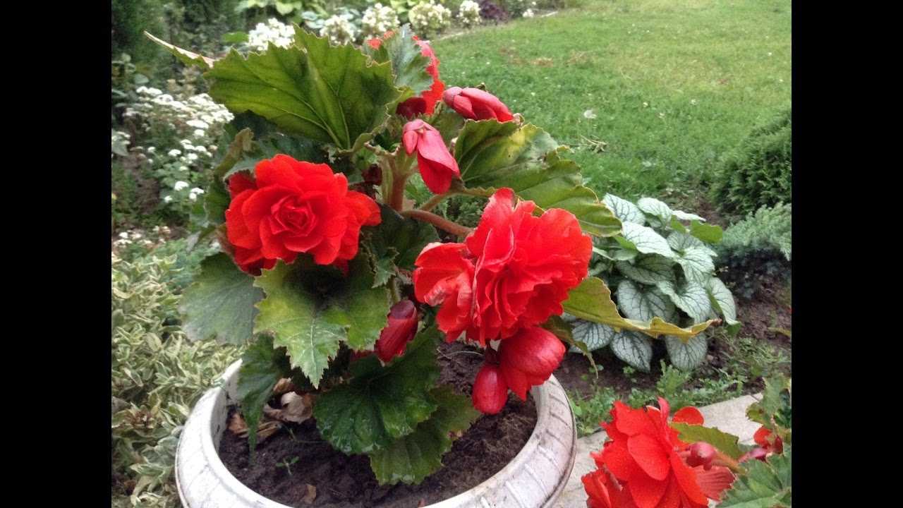 Бегония садовая: посадка и уход, фото, сорта, размножение, выращивание в открытом грунте и сочетание в ландшафтном дизайне