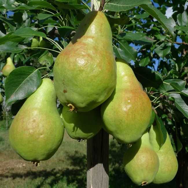 Груша видная: описание сорта, отзывы, фото