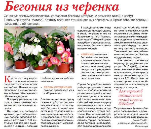 Бегония: сорта, выращивание, посадка и уход в домашних условиях